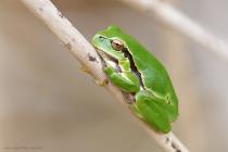 Laubfrosch