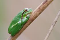 Laubfrosch