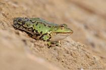 Wasserfrosch