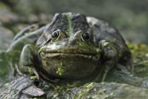 Wasserfrosch
