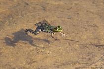Wasserfrosch