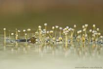 Wasserfrosch