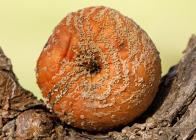 Apfel / f13.0 / 1/500 sek / 400.0 mm / ISO 1250