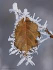 Blatt mit Eis / f13.0 / 1/500 sek / 500.0 mm / ISO 800