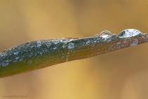 Tropfen auf Blatt / f11.0 / 1/800 sek / 400.0 mm / ISO 1000