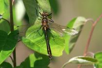 Falkenlibelle