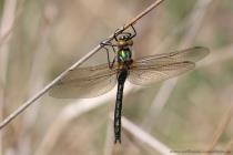 Falkenlibelle