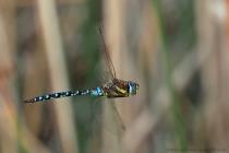 Herbstmosaikjungfer