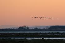 Camargue