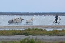 Camargue