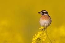 Braunkehlchen (Saxicola rubetra) / f6.3 / 1/1000 sek / 840.0 mm / ISO 125