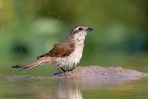 Neuntöter (Lanius collurio) / f4.0 / 1/1000 sek / 600.0 mm / ISO 320