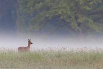 Reh (Capreolus capreolus) / f7.1 / 1/640 sek / 600.0 mm / ISO 3200