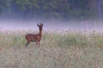Reh (Capreolus capreolus) / f7.1 / 1/640 sek / 600.0 mm / ISO 2500