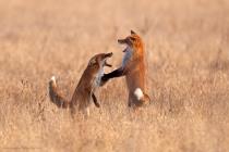 Rotfuchs (Vulpes vulpes) / f6.3 / 1/1600 sek / 840.0 mm / ISO 640