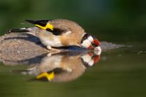 Stieglitz (Carduelis carduelis) / f5.0 / 1/1000 sek / 600.0 mm / ISO 250