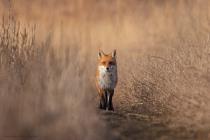 Rotfuchs (Vulpes vulpes) / f6.3 / 1/1600 sek / 840.0 mm / ISO 500