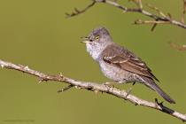 Sperbergrasmücke (Curruca nisoria) / f7.1 / 1/640 sek / 840.0 mm / ISO 200