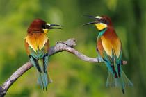Bienenfresser (Merops apiaster) / f10.0 / 1/1600 sek / 500.0 mm / ISO 1250