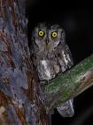 Zwergohreule (Otus scops) / f7.1 / 1/40 sek / 500.0 mm / ISO 500