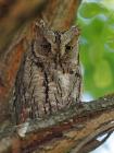 Zwergohreule (Otus scops) / f7.1 / 1/125 sek / 500.0 mm / ISO 1000