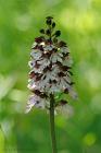 Purpur-Knabenkraut (Orchis purpurea) / f9.0 / 1/320 sek / 451.0 mm / ISO 1600