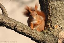 Eichhoernchen