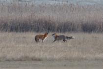 Fuchs