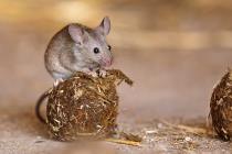 Hausmaus