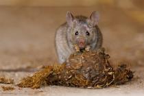 Hausmaus