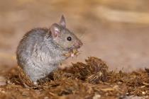 Hausmaus