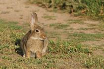 Kaninchen