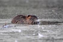 Nutria