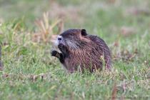 Nutria