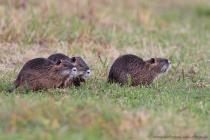 Nutria