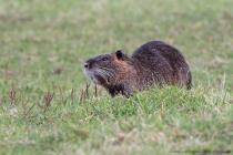 Nutria
