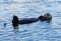 Seeotter