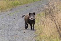 Wildschwein