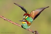 Bienenfresser