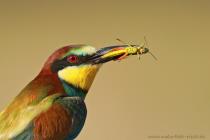 Bienenfresser