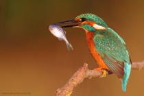 Eisvogel