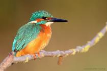Eisvogel