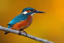 Eisvogel