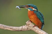 Eisvogel