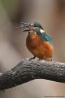 Eisvogel