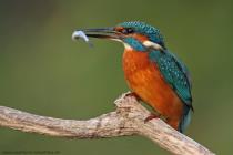 Eisvogel
