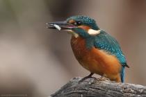 Eisvogel