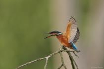 Eisvogel