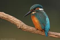 Eisvogel