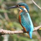 Eisvogel